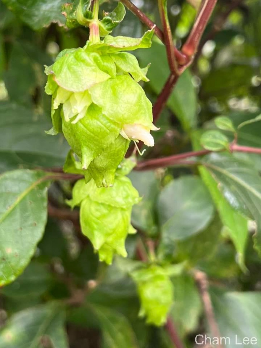 Strobilanthes hookeri Nees